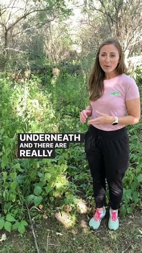 Let’s learn about white snakeroot. #wildflowers #willcounty