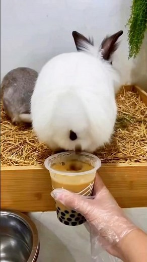 How to make bubble tea at home?