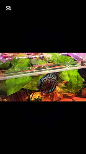 ☀️GOOD MORNING ☀️ ~~~~~~~~~~~~~~~~~~~~~~~~~~~~~~~~~~~~~~ 🧝‍♀️ #discus #discusfish #diecustank #cichlid #cichlids #pets #pet #aquatics #aquarium #aquariumfish #aquascaping #animal #animals #aquatic #aquariumhobby #discusaquarium #aquascape #aquarium #aquascaping #acquariofilia #ladydiscus #aquaria #アクアリウム #熱帯魚 #natureaquarium #aquariumdesign #アクアデザインアマノ #ネイチャーアクアリウム #アクアリウムb #aquariumsofinstagram #mytank #discuscares | Lady Discus