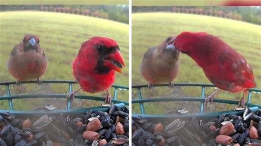 Too Cute: Bird Feeder Footage Captures Cardinal Dad Carefully Feeding Fledgling Baby