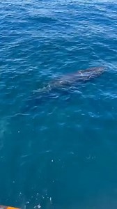 Whale watching season has officially arrived! The Santa Barbara Channel, spanning Santa Barbara and Ventura County waters, is one of the best places on the West Coast to see whales, and moments like this are why. Join Channel Islands Whale Watching and see it for yourself. This video, captured yesterday, includes contact with two humpback whales! 🐋🙌🐋 | Channel Islands Harbor