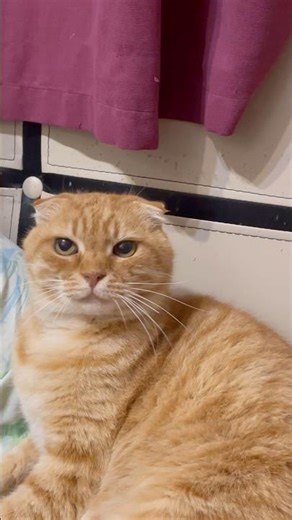 Kitty 🐱 joke 🤪 #funnycats #humor