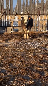 #belgianblue #colorfulcalf #calves #cattle #ranching #naminganimals #albertabeef #roancattle #lipstickonacalf #calf #yearlings | Barefootviews