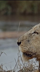 7.4K views · 132 reactions | A lion roar with subtitles!女  In essence this is what’s being said if lion were translated into English. Anyone who wants this land for themselves would have to deal with him and his cousin who have formed a coalition. Together they protect this land and the lionesses and cubs who live within it.  Nick Kleer IG https://www.instagram.com/nickkleer?igsh=MTE4ZHliNmFmZHJmcw== | Roar Wildlife News | Facebook