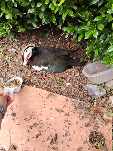 Didn't post any videos yesterday, but still went to check on our girl. Brought mealworms and feed this time and she was a fan. She had something to eat and drink and I filled up the container with water. Something happened to one of her eggs, she's down to just one. I didn't see it anywhere. Not sure what happened, it wasn't on the sidewalk or in the street 🤷. Going to stop by later today and see how she's doing . . . . . #nesting #muscovyduck #muscovyducks #muscovy #ducks