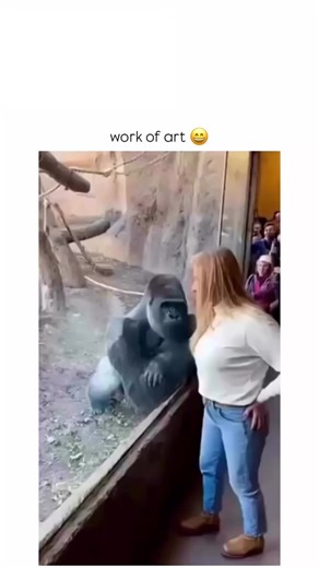 @imamul_boy_01 on Instagram: "This post features a 14-second video of a gorilla hurling feces at zoo enclosure glass, creating a fan-like splatter pattern, ironically captioned “work of art” to highlight the absurd humor. The clip, starring a gorilla dubbed “King Dung,” originated from recent viral content around November 3-4, 2025, showcasing primate territorial displays in captivity that surprise and entertain visitors. Garnering over 1 million views and thousands of likes, the post sparks mem