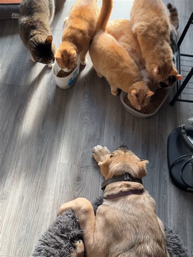 Cat Training Tips for Livestock Guardian Dogs