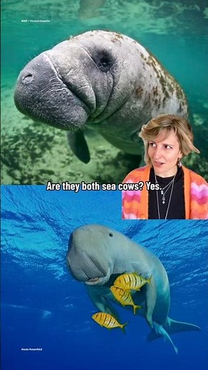 Manatee OR dugong? | Spot the Difference | #Manatee #Dugong #WWF