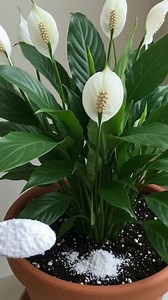 This simple ingredient will push your peace lily to bloom stronger, whiter, and more consistently than ever | DIY Home & Garden Ideas