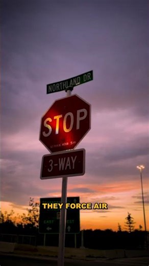 The Madagascar Hissing Cockroach - The Only One That Whistles