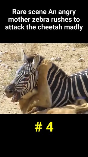 Rare scene An angry mother zebra rushes to attack the cheetah madly part 4