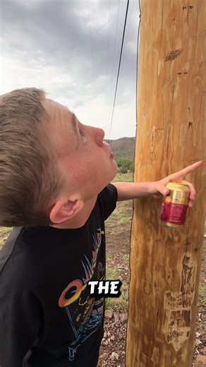 Discover the Secrets of Woodpecker Food Storage