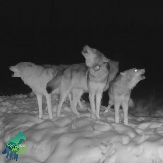 Wolf pack erupts in a howl