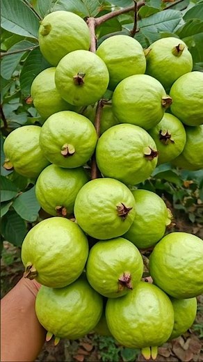 Guava Gardening 101: Soil, Care, and Pest Control for Home Growers