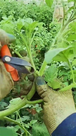 Grafting tomato plants with scissors at the farm! 🍅✂️ #farmlife #farming #agriculture