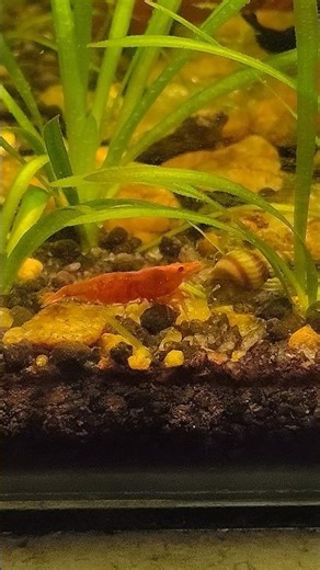 It's Shrimps Day guys ,🐠✨ #aquarium #shrimps #aquascape #shorts #fish