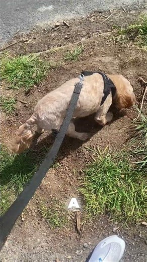 I worked out how the YouTube algorithm works #dog #viral