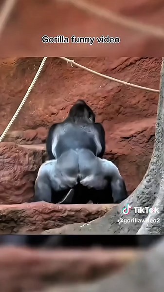 gorilla funny video #gorilla #monkey #viral #fyp #growmyaccount | Gorilla Funny Videos