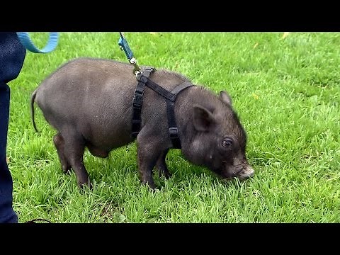 Pfote "Hausschwein Rudi Rüssel"