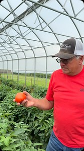 76 reactions · 5 comments | Homegrown tomatoes are coming on strong!...