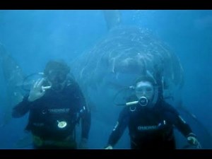 Megalodon Shark Caught On Tape ● 60 ft.