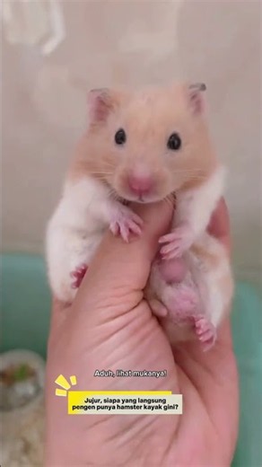 Hamster Gemoy Ini Mukanya Bikin Susah Move On! Lihat Ekspresinya 🐹🥹