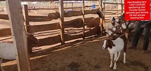 44K views · 1.5K reactions | How hybrid goats make money as compared to locals part 2 By hamiisi semanda +256773343283 Www.hamfarmug.com YouTube hamiisi semanda goats | Ham Animals Breeding Farm | Facebook