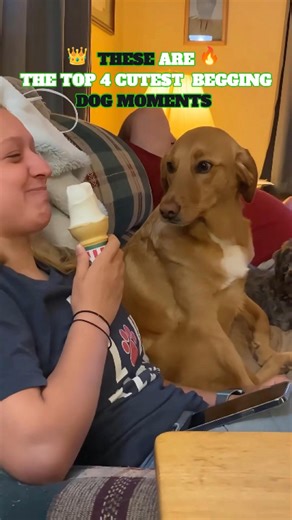 Top 4 Cutest Begging Dogs 🥺🐾#dog #dogshorts #dogs