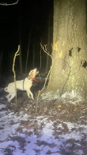 experienced dog treed a coon while the training pup has no idea what’s going on ￼😅 #hunting