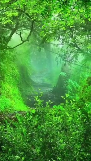 Beautiful Green Forest | Greenery | Forest Videos | Short Videos