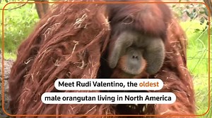 Rudi, oldest male orangutan in North America, dies at 45 in Houston