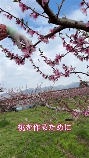 No.4「山梨市の春」【山梨市PRショート動画グランプリ 1次審査通過作品】