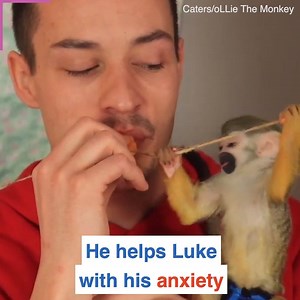 This squirrel monkey helps this veteran manage his PTSD ❤️ | Daily Mail Try Not To Cry