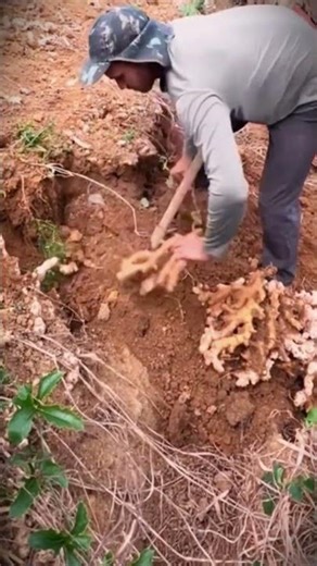 Digging the ground to get cassava in the ground #shorts