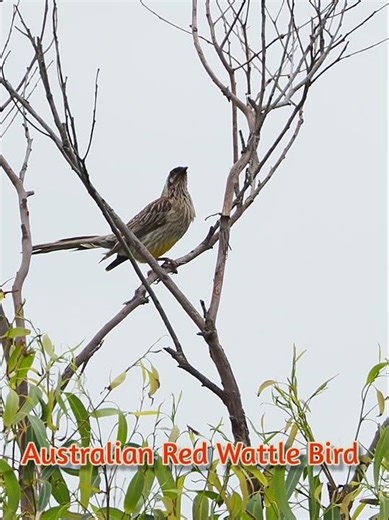 Australian Red WattleBird song is definitely different #wattle #Australia #birds #natureshort #call