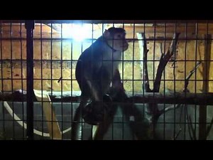 Funny monkey jacking off