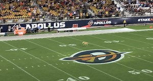 Dog Catches Insane 83-Yard Frisbee Toss During Halftime of Orlando Apollos Game (VIDEO)