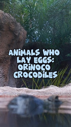 Cracking into the world of Orinoco crocodiles at Zoo Miami with Ashley Lawrence! 🐊🥚 Get ready for an egg-citing peek into the nest as we explore the egg-straordinary life of these fascinating creatures, both here and in the wild. | Zoo Miami