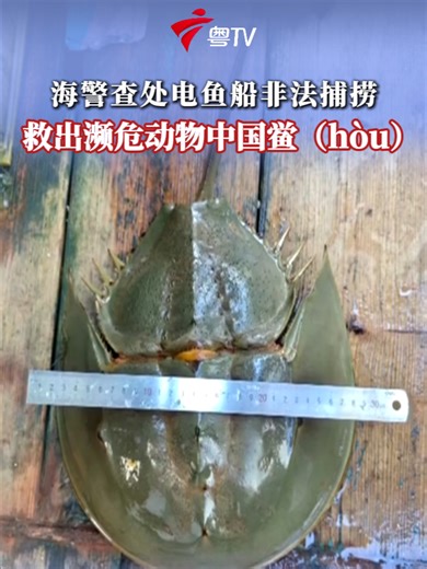 海警查处电鱼船非法捕捞 救出濒危动物中国鲎（hòu）