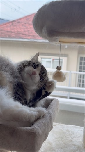 I fixed the collapsed cat tower, and then...