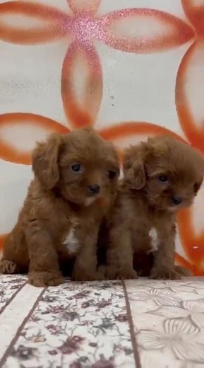 Hygge Kennels - Cavapoo Puppy | Dogs | Cats | Animals | Sale | Friendly Pets | Birds | Exotics