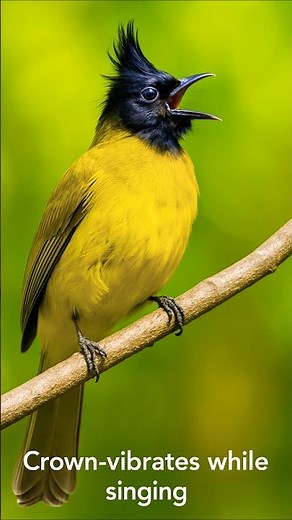 Bird Sounds for Sleep & Study | Real Chirping & Whistling by Black-crested Bulbul