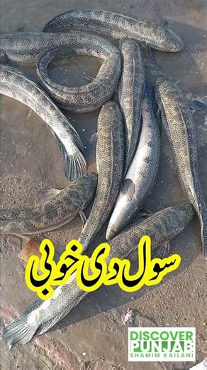 سول مچھی دی خوبی | Benefits of Sole Fish