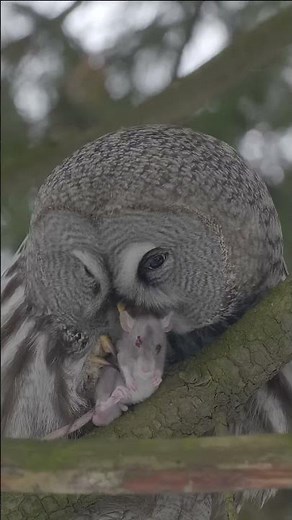 Great Grey Owl with prey (Strix nebulosa). #shots #birds #wildlife
