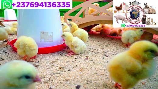 LA SOLUTION NATURELLE ULTIME POUR BOOSTER LES POUSSINS FAIBLES ET MALADES ! Vos poussins sont parfois faibles, malades ou ont du mal à grandir, et vous ne savez pas comment les aider efficacement ? Dans cette vidéo, nous vous révélons une solution naturelle très puissante qui stimule la croissance, renforce l’immunité et redonne de la vitalité à vos poussins en détresse. Vous découvrirez comment préparer cette solution, comment l’administrer correctement et les doses idéales pour obtenir des rés