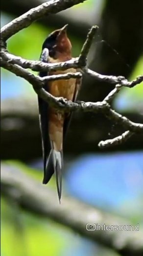 Swallow Bird Sound