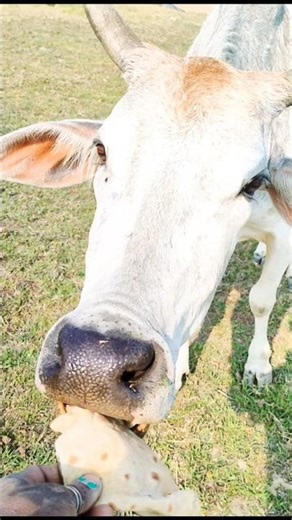 cow New shorts funny videos #cowfunnytiktokvideo #cowx #tirangashorts #cowsshorts