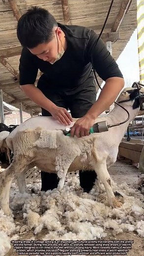 Scientific Overview of Sheep Shearing and Wool Production