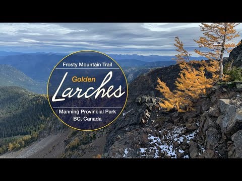 Golden Larches in Manning Provincial Park