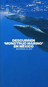 ¡Es oficial! México tiene una nueva especie de depredador prehistórico